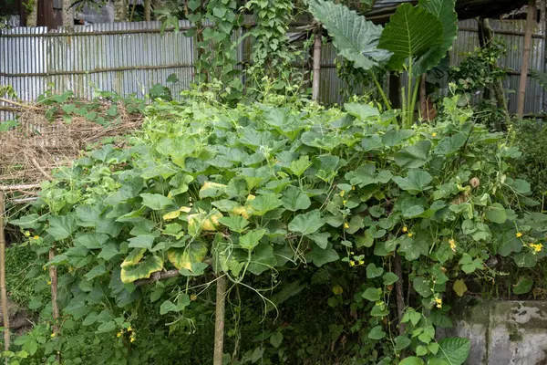 Bahçede taze yeşil salatalık var..