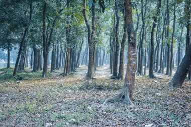 Bir kış sabahı ormanda bir sürü ağaç