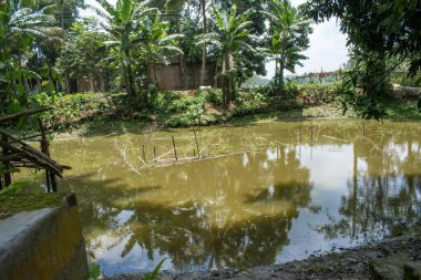 Ağaçlarla çevrili köy göleti