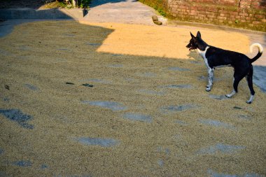 Köy Köpeği Bangladeş 'te Çeltik Kırsal Tarım Sahnesi Kurutma Bahçesinde Duruyor