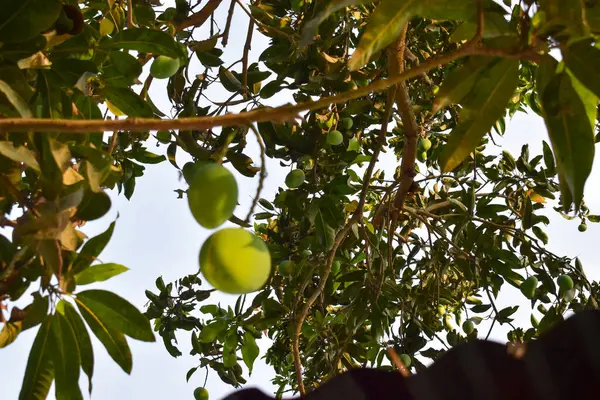 Kırsal Bahçede Ağaç Taze Olgunlaşmamış Mangolarda Asılı Yeşil Mangolar