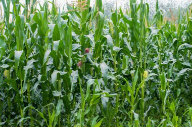 Tarım alanında büyüyen yeşil mısır