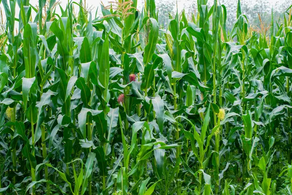 Tarım alanında büyüyen yeşil mısır