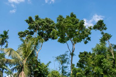 Aşağıdan yukarıya yeşil ağaçlarla dolu mavi gökyüzü