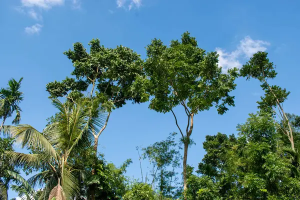 Aşağıdan yukarıya yeşil ağaçlarla dolu mavi gökyüzü
