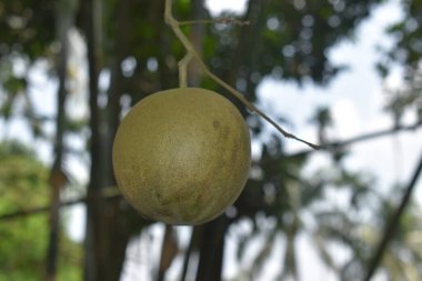 Ağaçtaki yeşil meyve, yakın çekim.