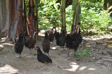 Siyah ve beyaz horoz grubu