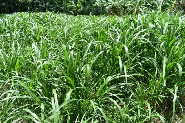 Yeşil çimen tarım bitkileri tarlaları