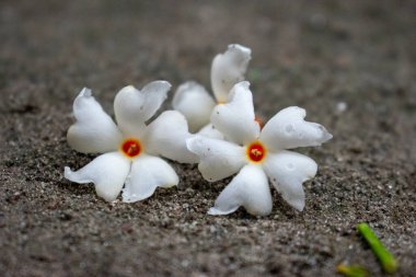 Night-flowering jasmine fall on ground