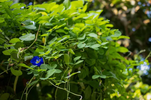 Yeşil yapraklı mavi çiçek