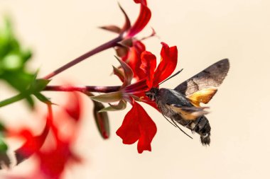 sinek kuşu Şahin-güve bir çiçek (Macroglossum stellatarum hovering)