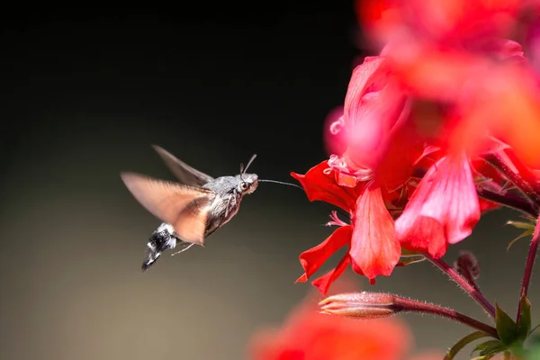 sinek kuşu Şahin-güve bir çiçek (Macroglossum stellatarum hovering)
