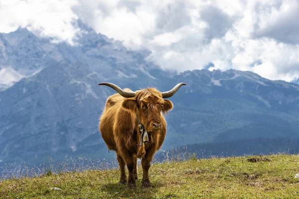 Yazın ünlü Tre Cime di Lavaredo. Alp Dağları manzarası. Dolomitler, Alpler, İtalya, Avrupa (Drei Zinnen)