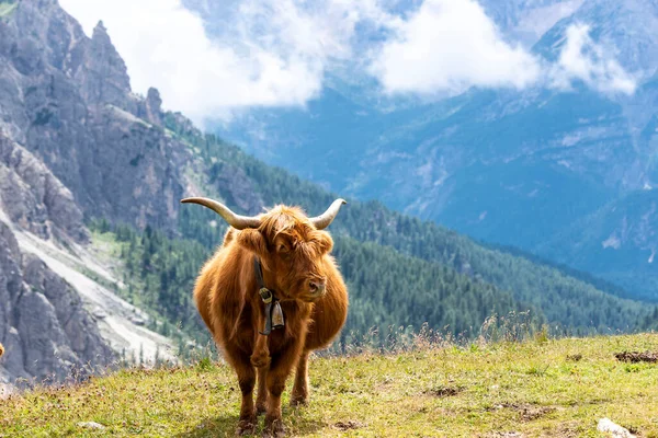 Famose Tre Cime Lavaredo Durante Estate Paesaggio Delle Alpi Montagne — Foto Stock