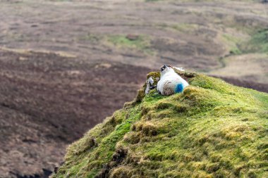 Koyunlarla Quiraing 'in güzel manzara manzarası, İskoçya, Ada o