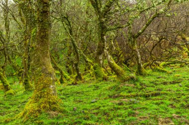 Yosun kaplı muhteşem ağaçlar, İskoç manzarası...