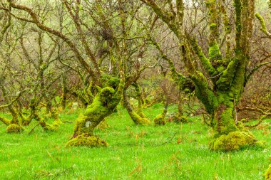 Yosun kaplı muhteşem ağaçlar, İskoç manzarası...