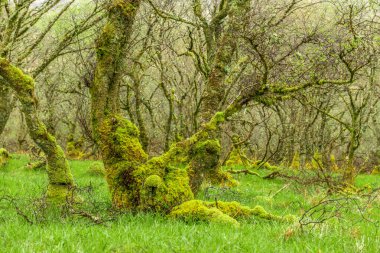Yosun kaplı muhteşem ağaçlar, İskoç manzarası...