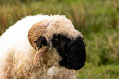 İskoçya, İskoçya 'da bebekli İskoç koyunu...