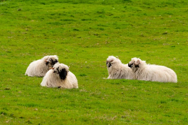 Шотландська Вівця Немовлям Пасовищі Гайлендс Шотландія — стокове фото