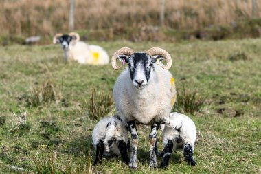 Scottish sheep with baby on the pasture, Highlands, Scotland, Is clipart