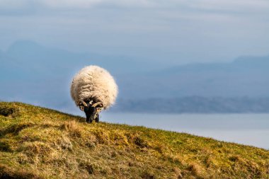 Koyunlarla Quiraing 'in güzel manzara manzarası, İskoçya, Ada o