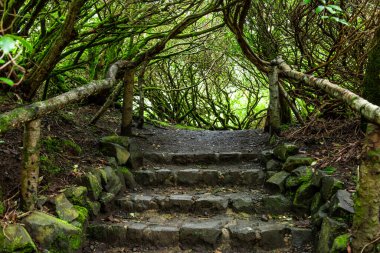 Şaşırtıcı rhododendron dalları sokak yosunlarla kaplı, manzara 
