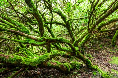 Şaşırtıcı rhododendron dalları sokak yosunlarla kaplı, manzara 