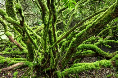 Şaşırtıcı rhododendron dalları sokak yosunlarla kaplı, manzara 