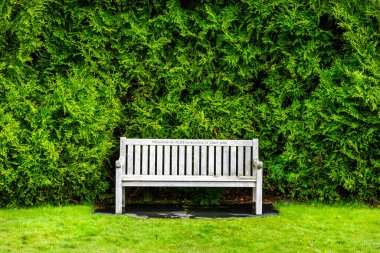 Yeşil arka plandaki beyaz bank thuja, Highlands, Scotl 'dan