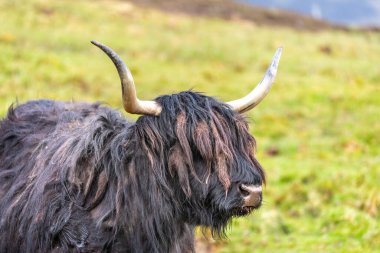 İskoçya, İskoçya, S Adası 'ndaki otlaktaki İskoç tüylü inek