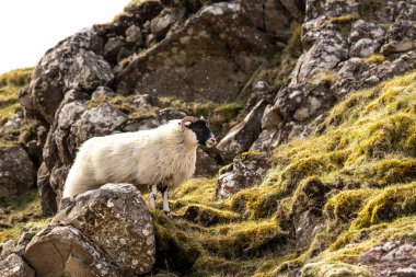 Storr 'un Yaşlı Adamı manzara, İskoçya, Skye Adası