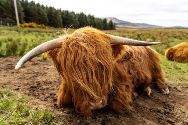 İskoçya, İskoçya, S Adası 'ndaki otlaktaki İskoç tüylü inek