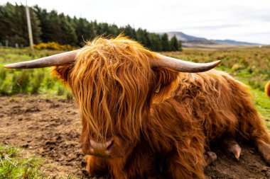 İskoçya, İskoçya, S Adası 'ndaki otlaktaki İskoç tüylü inek