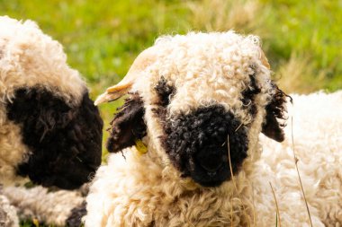 İskoçya, İskoçya 'da bebekli İskoç koyunu...