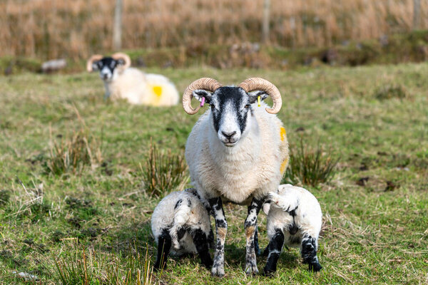 Scottish sheep with baby on the pasture, Highlands, Scotland, Is