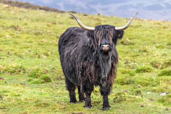 Шотландська Болотяна Корова Пасовищі Гайлендс Шотландія Острів — стокове фото