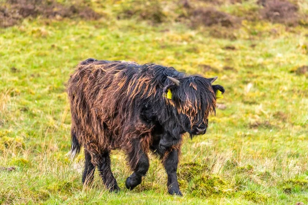 Skoçya Isl Otlakta Genç Bir Skoç Tüylü Inek — Stok fotoğraf