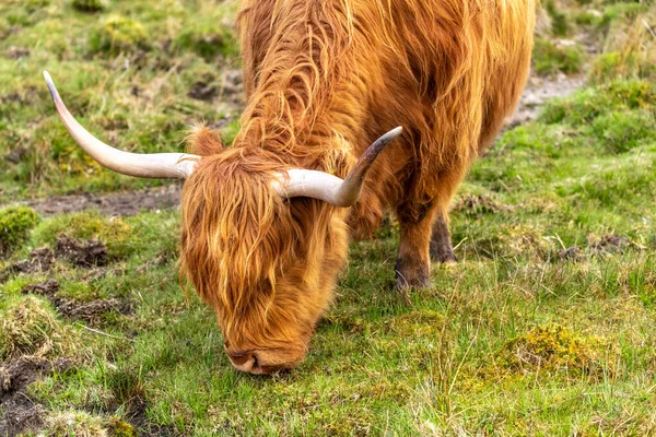 Vaca Desgrenhada Escocesa Pasto Terras Altas Escócia Ilha — Fotografia de Stock