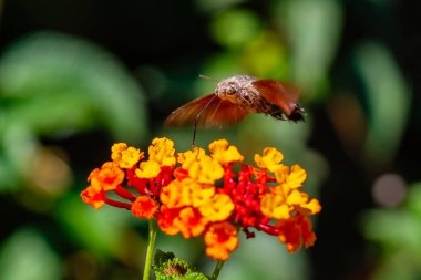 sinek kuşu Şahin-güve bir çiçek (Macroglossum çelik hovering