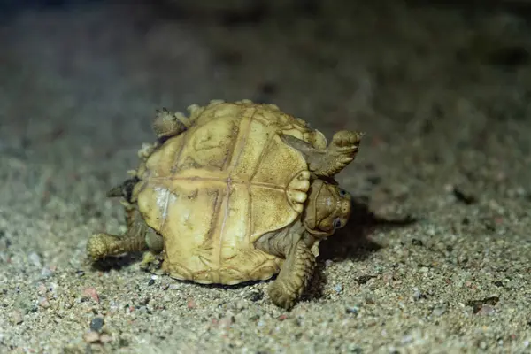 Avrupa 'nın en büyük kaplumbağa sığınağında bir kaplumbağa, Korsika, Fransa, 