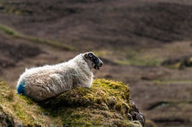 Koyunlarla Quiraing 'in güzel manzara manzarası, İskoçya, Ada o