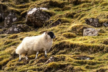 Storr 'un Yaşlı Adamı manzara, İskoçya, Skye Adası