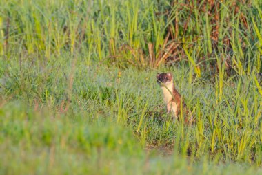 Çayırda çok güzel bir ermin..