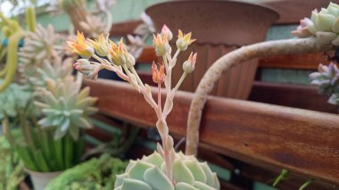 Taş Gül veya Echeveria 'dan yeni çiçekler doğar..