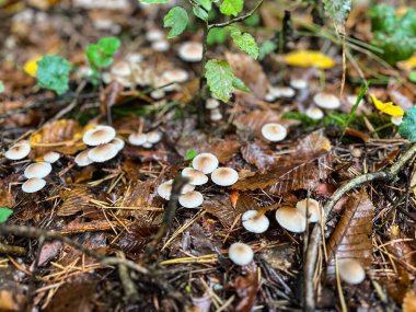 Orman zemininde yaprakları ve küçük P harfi olan küçük yuvarlak mantarlar.