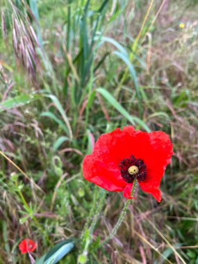 Yeşil Çimen ve Bahçede Bitkilerle çevrili Kırmızı Gelincik Çiçeği