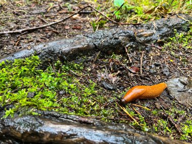 Orman zemininde yosun ve odunla turuncu sümüklü böcek. 