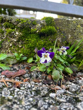 Kaldırımda duran nonoş çiçek bitkisi. 