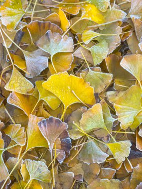 Donmuş Ginkgo Ağacı Yaprakları